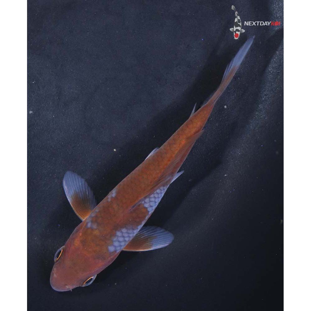 4.5” Imported Ochiba Shigure