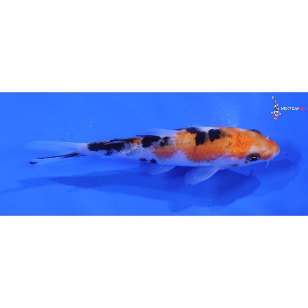 4.5” Imported Sanke