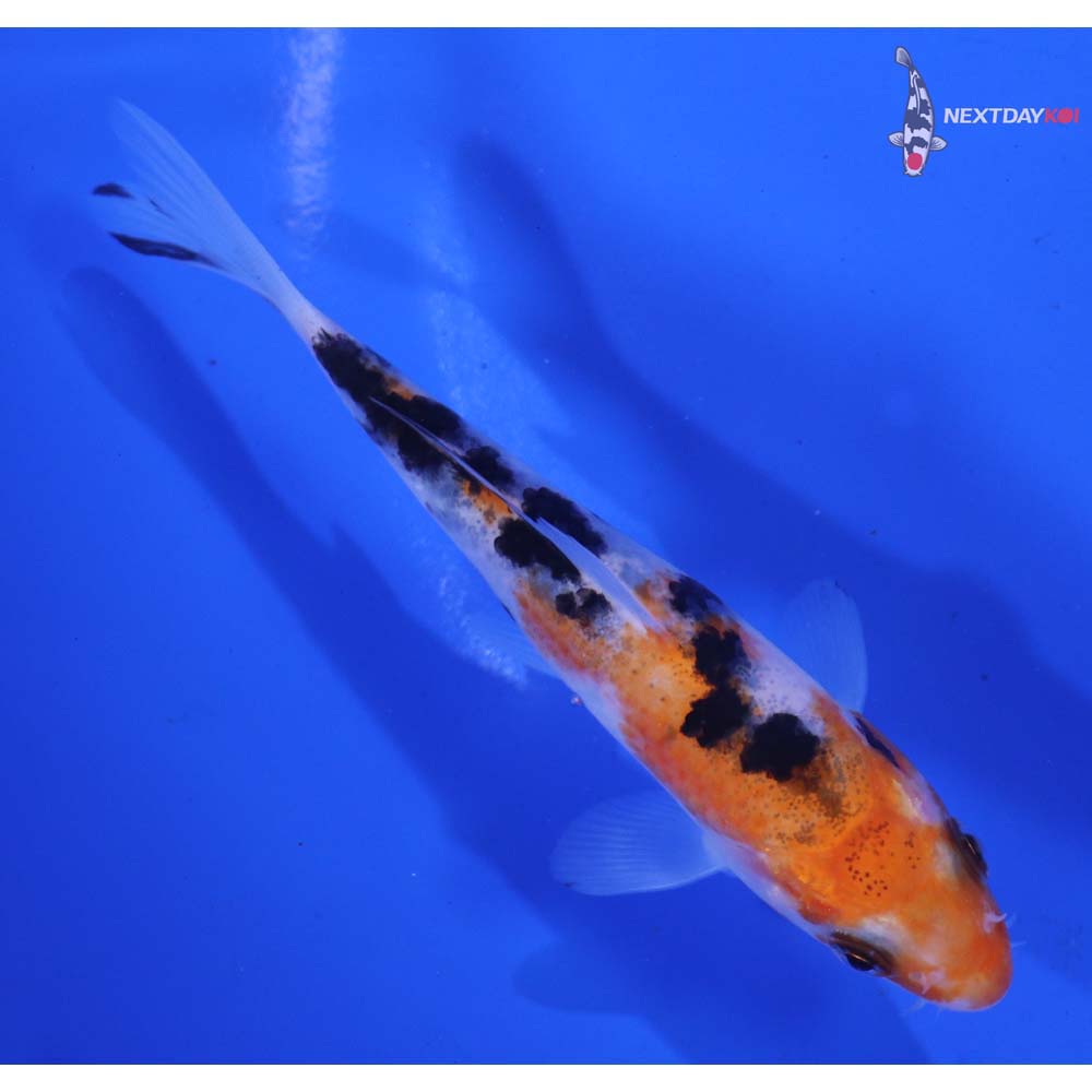 4.5” Imported Sanke