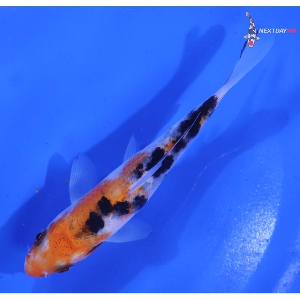 4.5” Imported Sanke