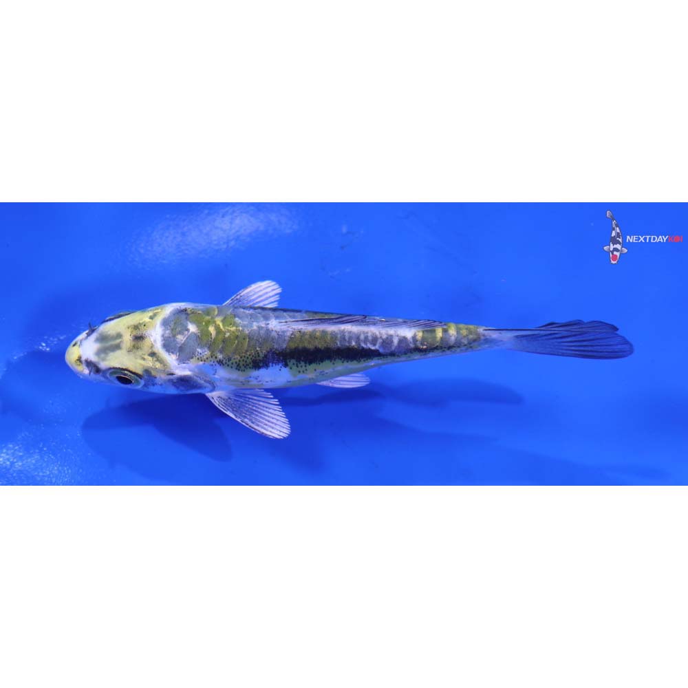 4” Imported Kin Kikokuryu