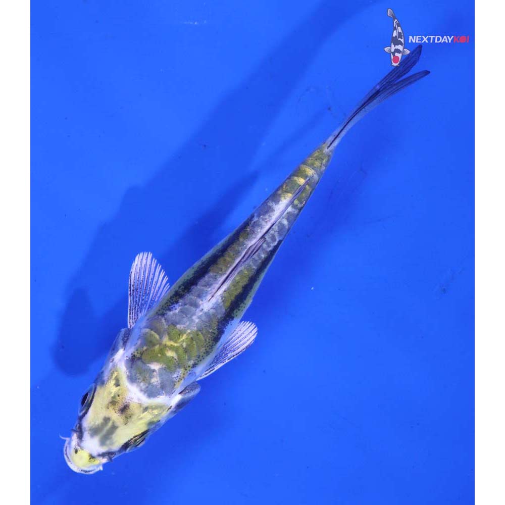 4” Imported Kin Kikokuryu