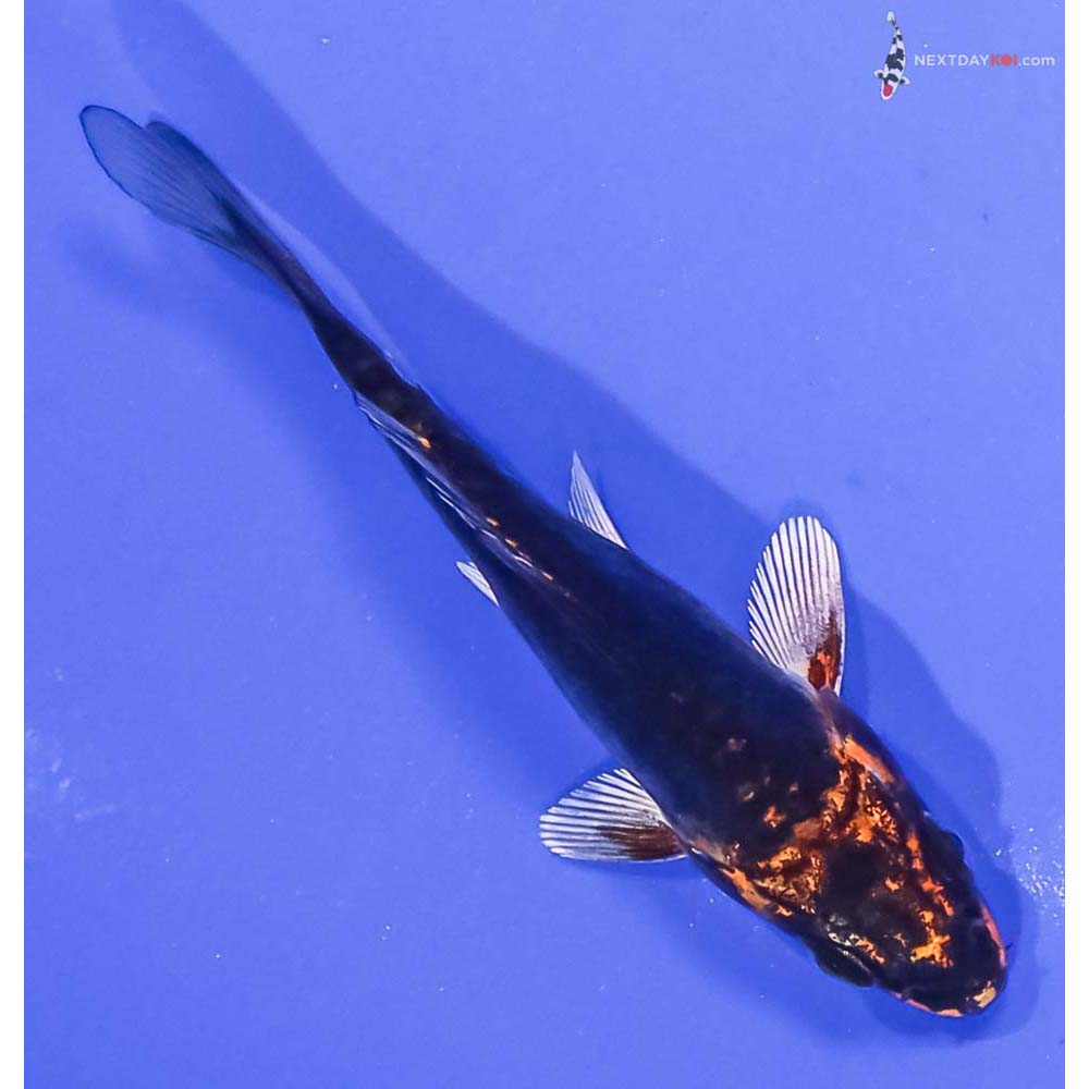 3.5” Imported Kin Kikokuryu