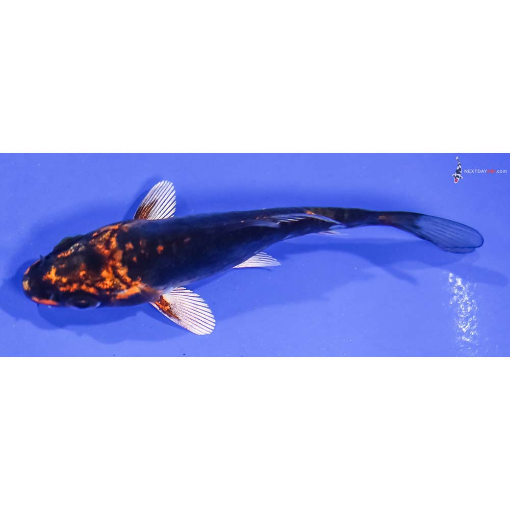 3.5” Imported Kin Kikokuryu