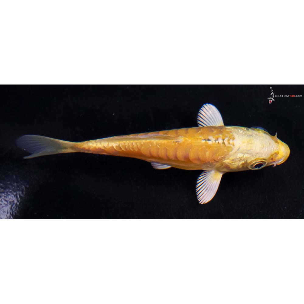 3.5” Imported Doitsu Yamabuki Ogon