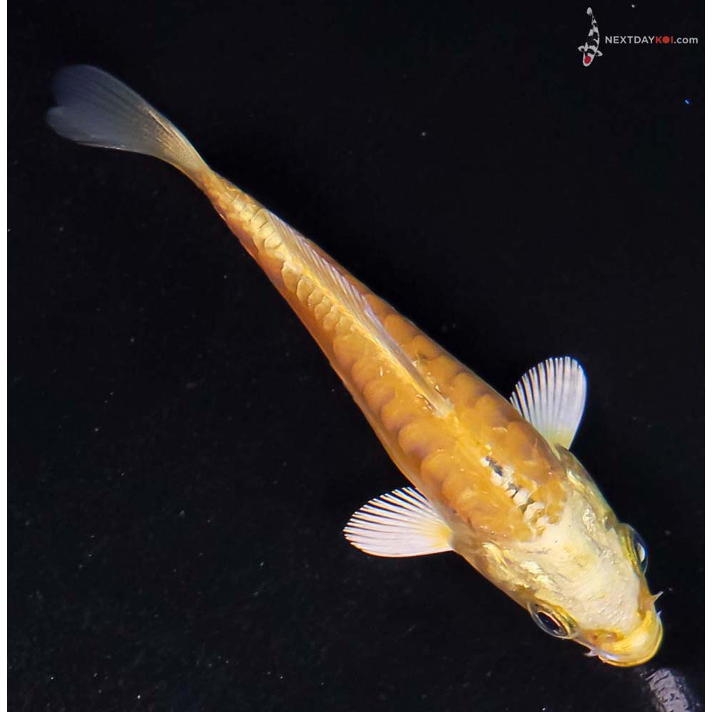 3.5” Imported Doitsu Yamabuki Ogon