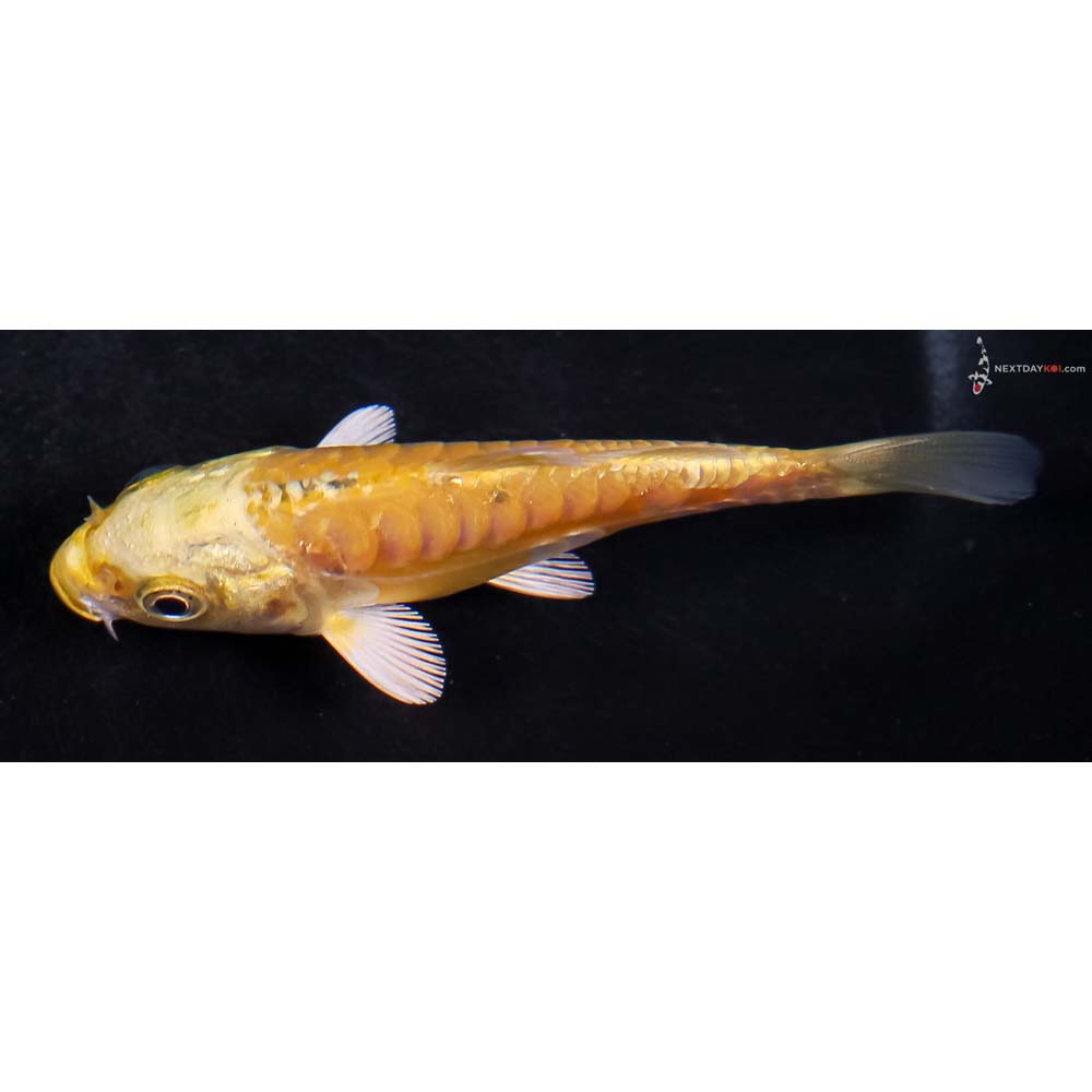 3.5” Imported Doitsu Yamabuki Ogon