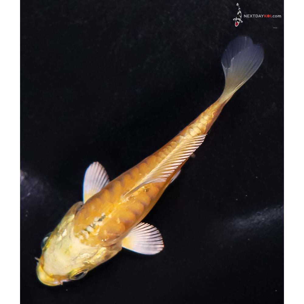 3.5” Imported Doitsu Yamabuki Ogon