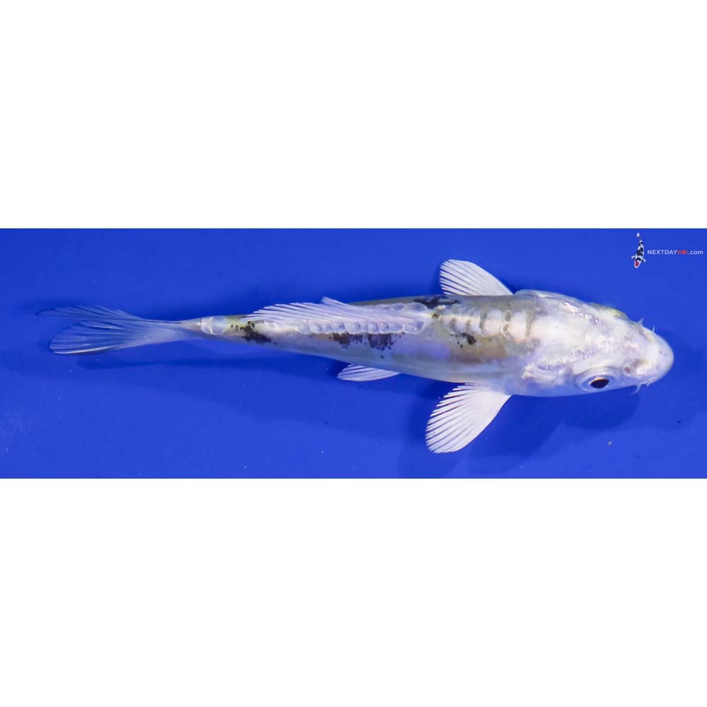 3.5” Imported Heisei Nishiki