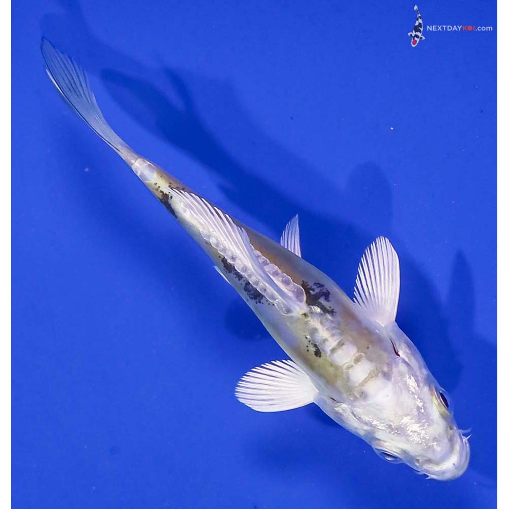 3.5” Imported Heisei Nishiki