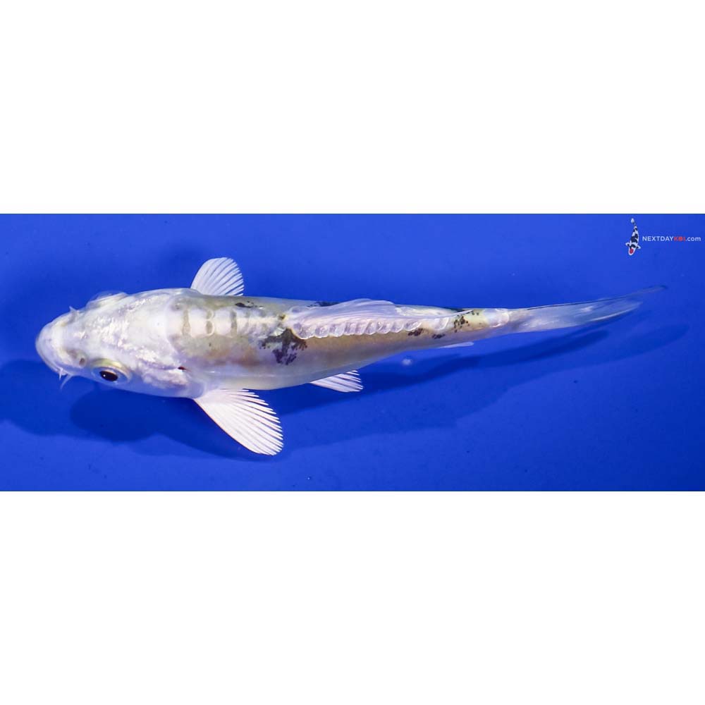 3.5” Imported Heisei Nishiki