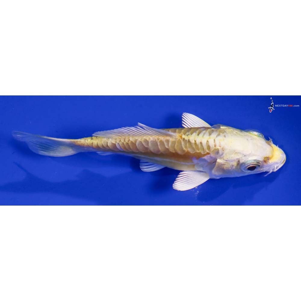 3.5” Imported Doitsu Lemon Hariwake