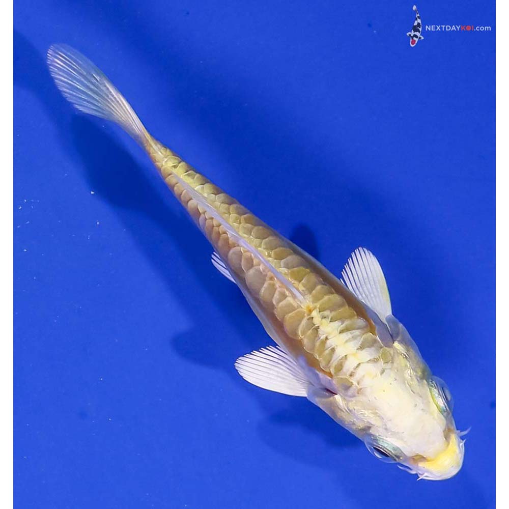 3.5” Imported Doitsu Lemon Hariwake