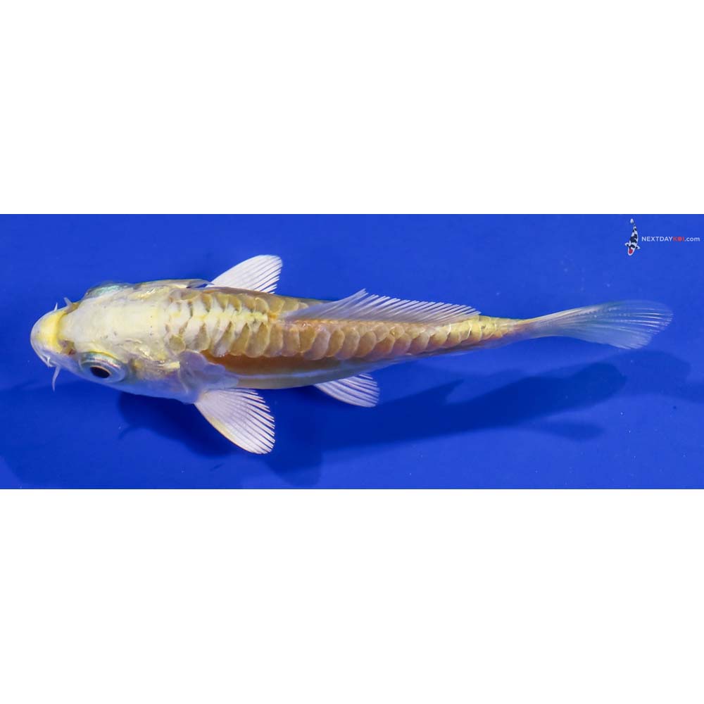 3.5” Imported Doitsu Lemon Hariwake