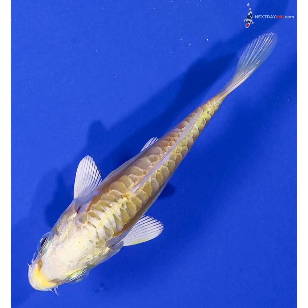 3.5” Imported Doitsu Lemon Hariwake