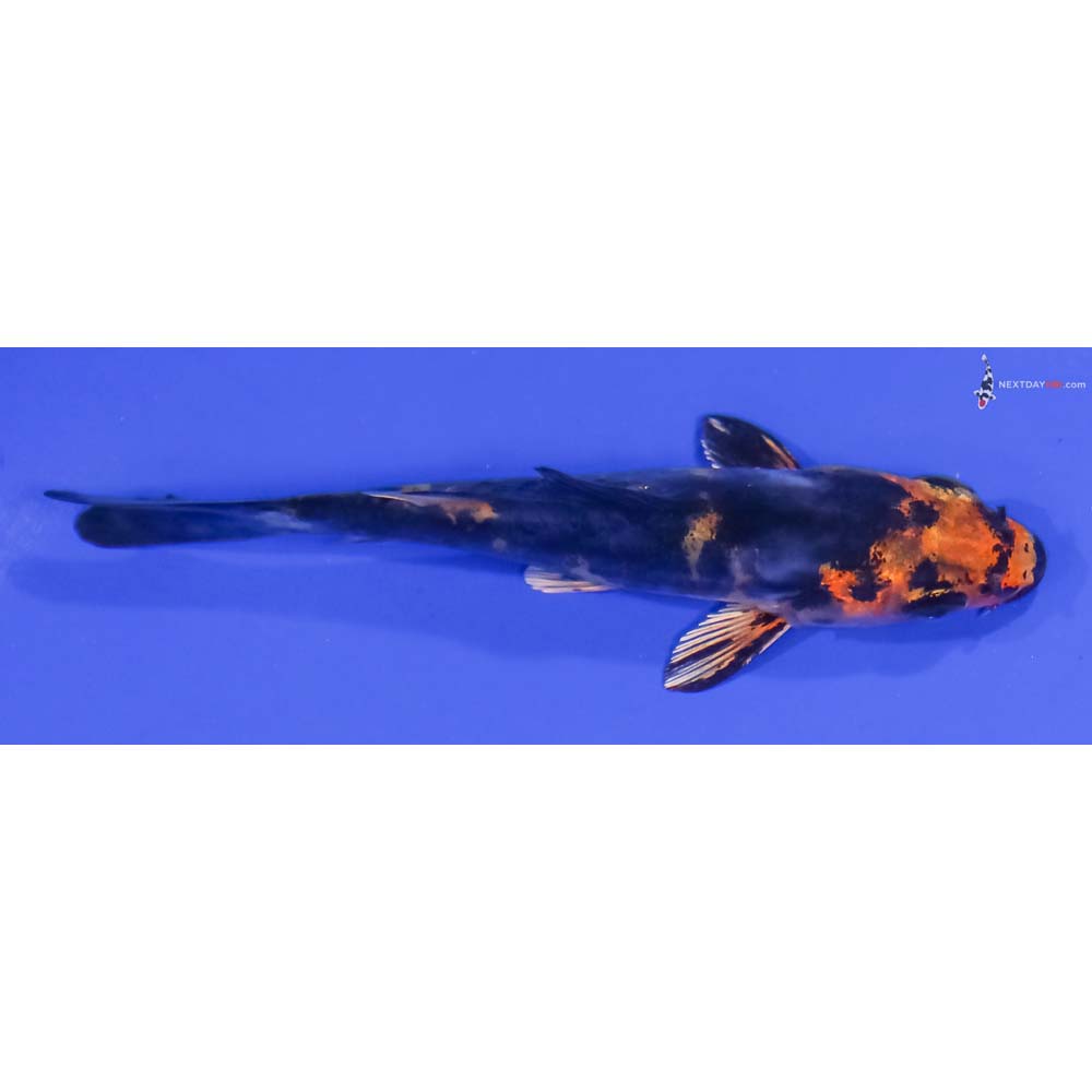 4” Imported Doitsu Kin Aka Bekko