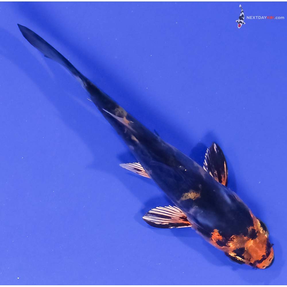 4” Imported Doitsu Kin Aka Bekko