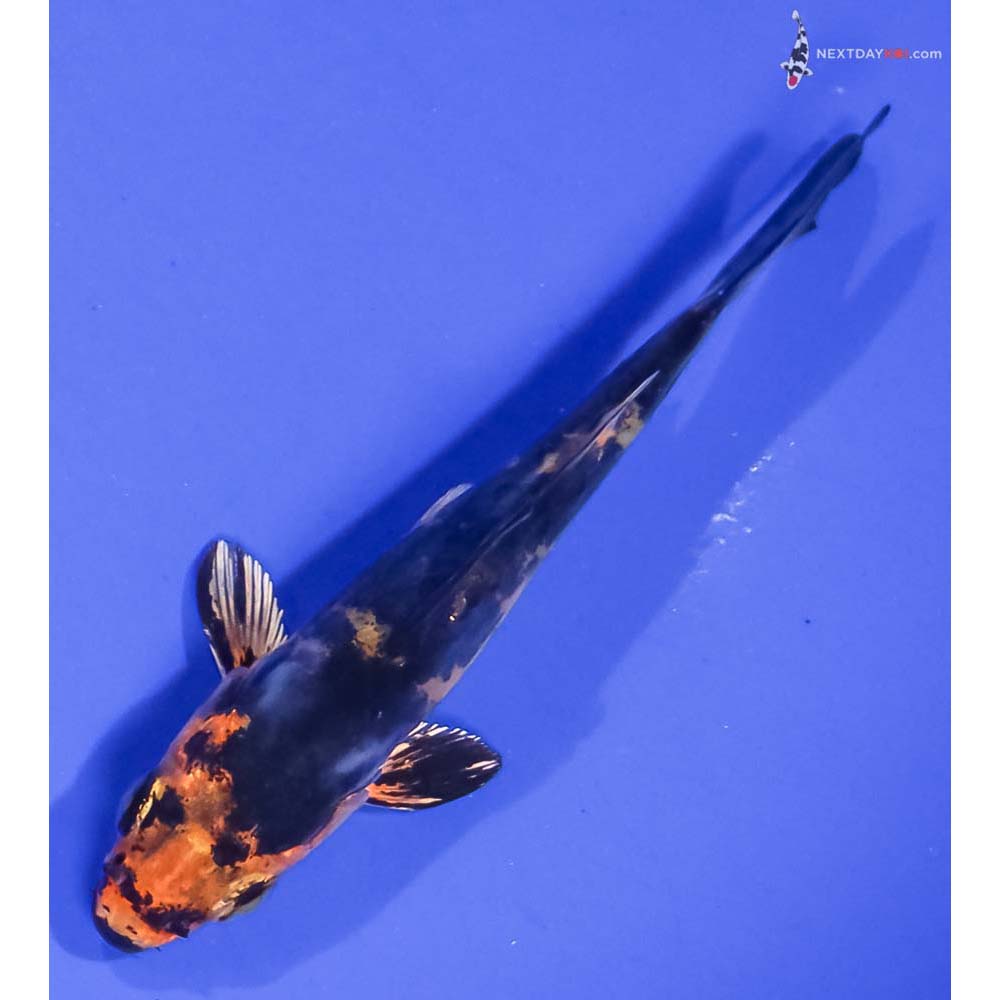 4” Imported Doitsu Kin Aka Bekko