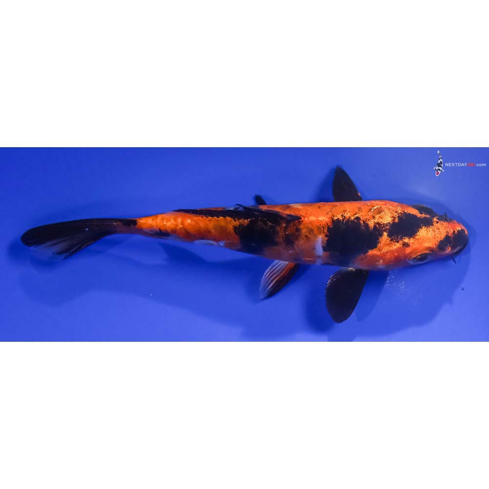 6” Imported Doitsu Kin Hi Utsuri