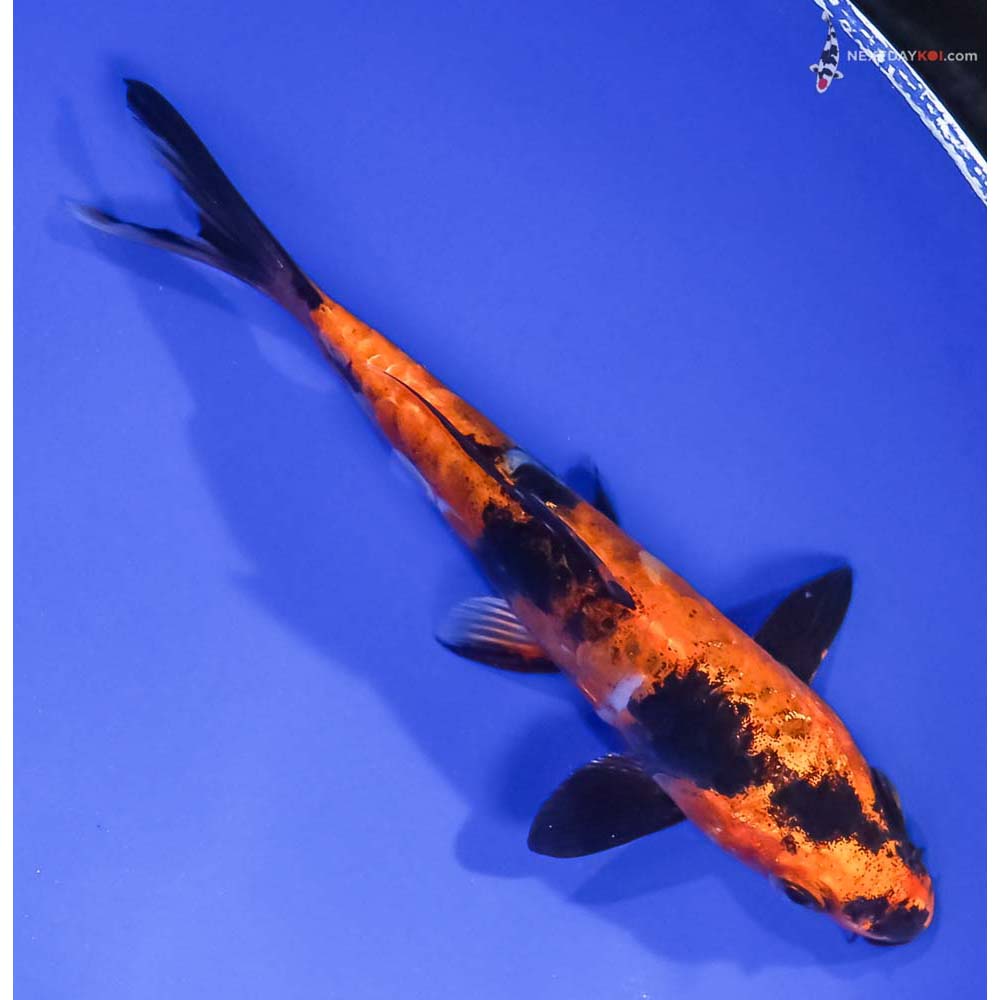 6” Imported Doitsu Kin Hi Utsuri