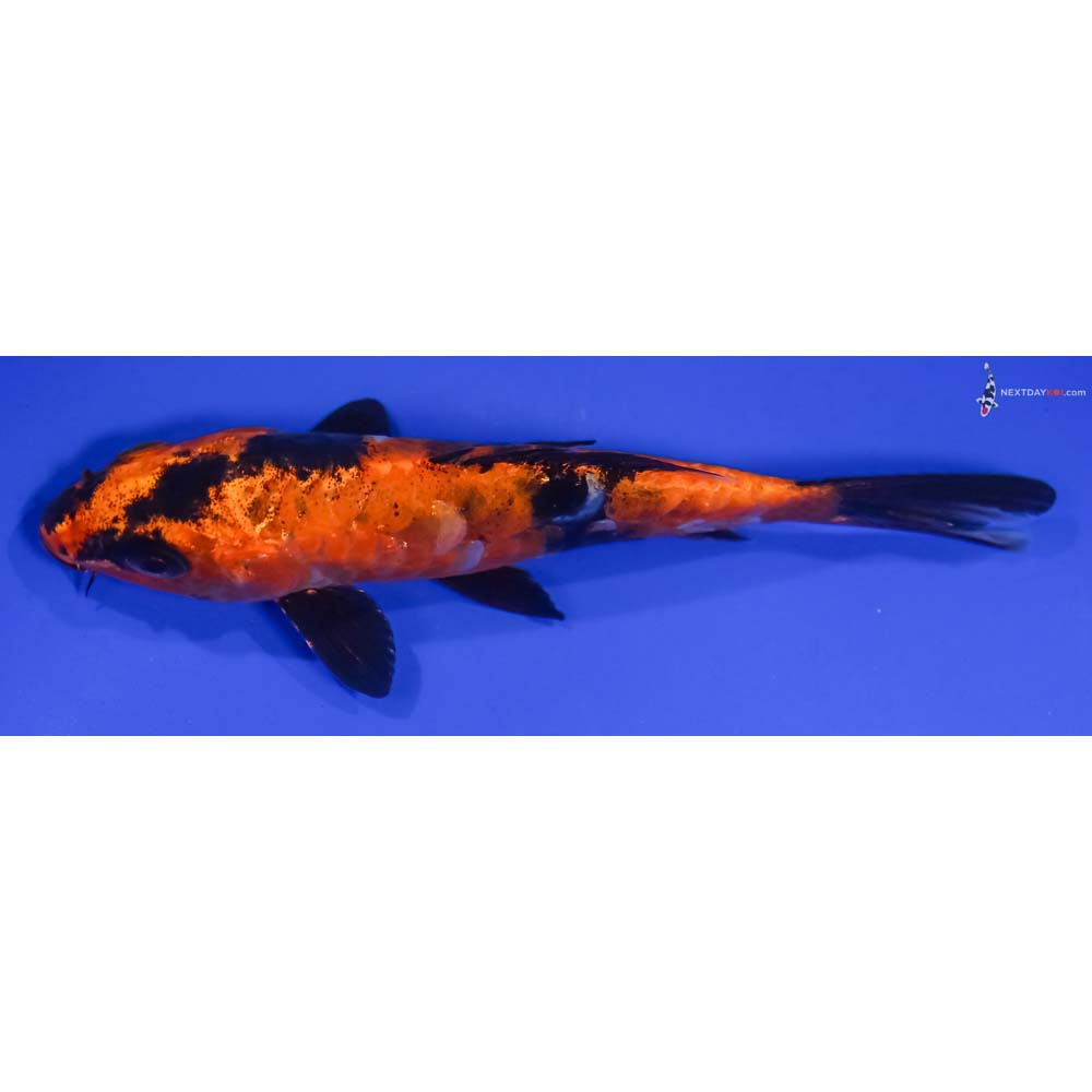 6” Imported Doitsu Kin Hi Utsuri