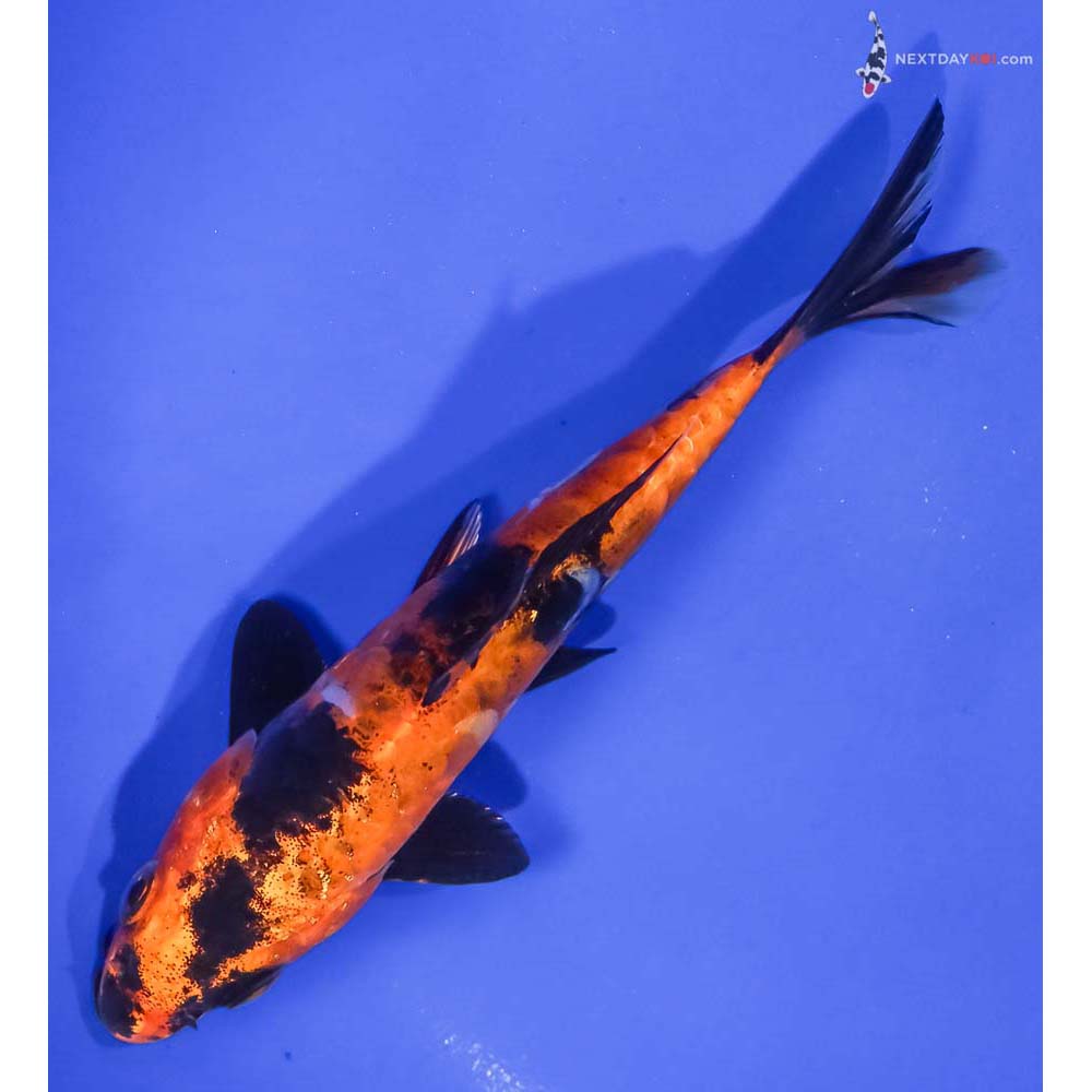 6” Imported Doitsu Kin Hi Utsuri