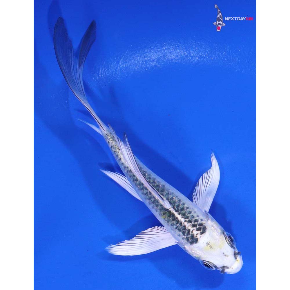 4” Imported Kujaku Butterfly Koi