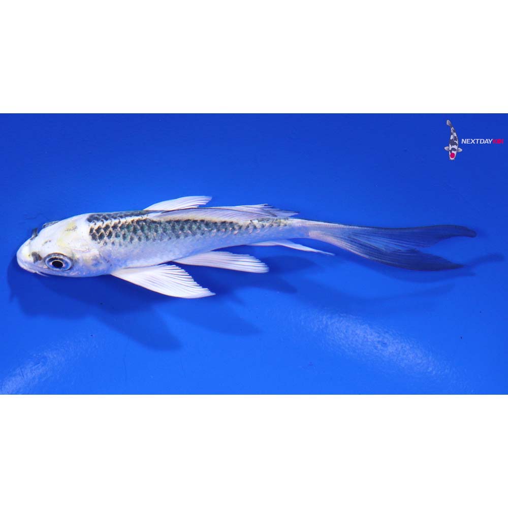 4” Imported Kujaku Butterfly Koi