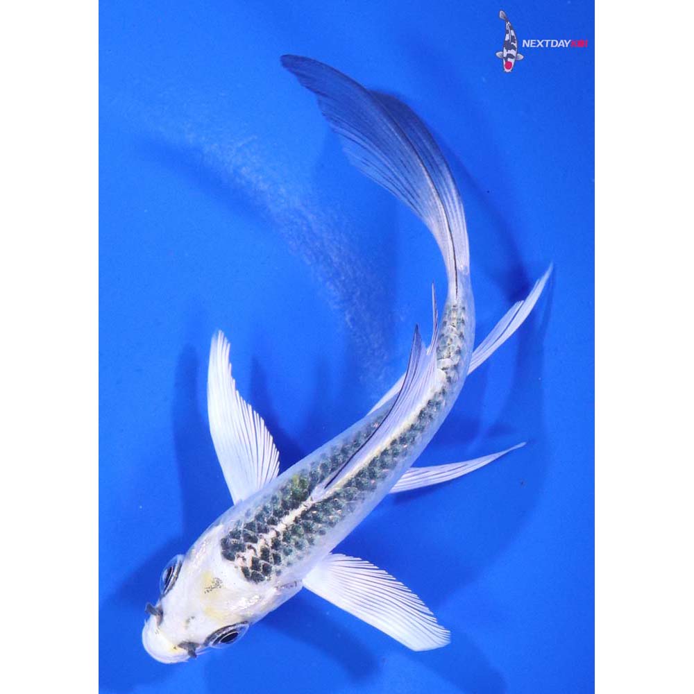 4” Imported Kujaku Butterfly Koi