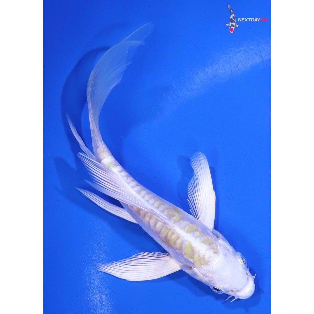 4.5” Imported Doitsu Lemon Hariwake Butterfly Koi