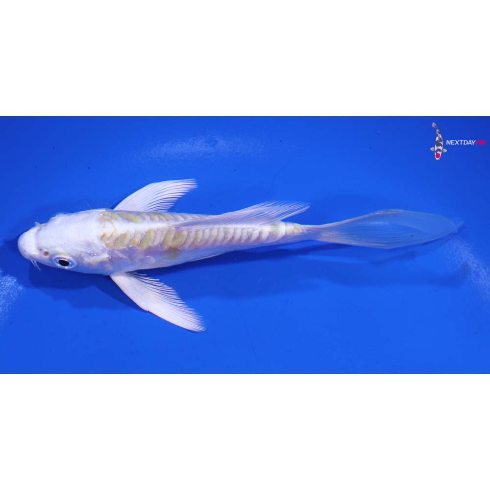 4.5” Imported Doitsu Lemon Hariwake Butterfly Koi
