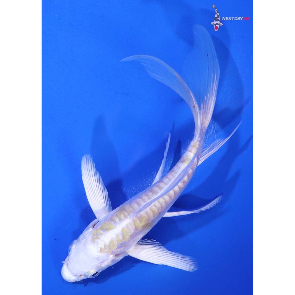 4.5” Imported Doitsu Lemon Hariwake Butterfly Koi