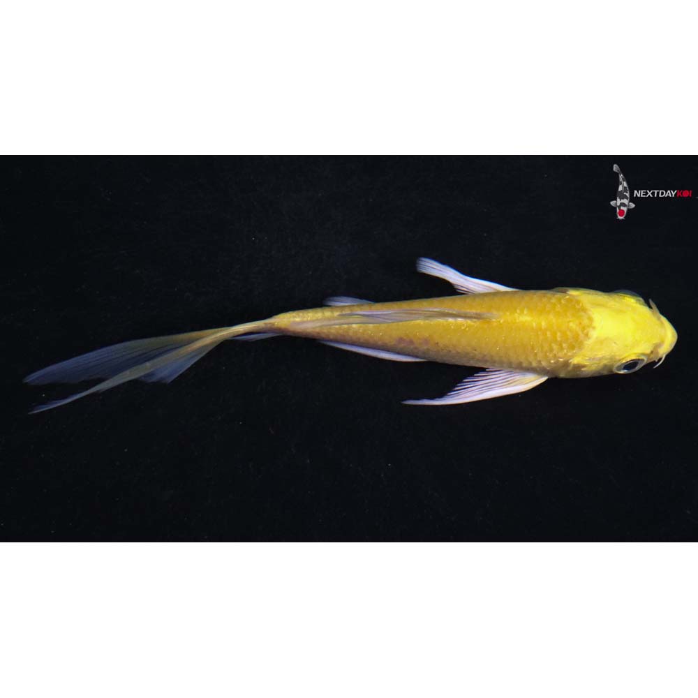 4.5” Imported Yamabuki Ogon Butterfly Koi