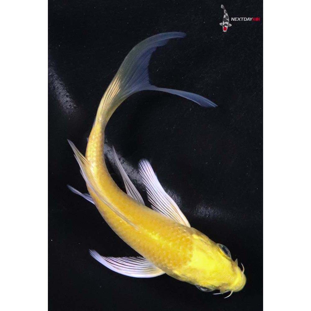 4.5” Imported Yamabuki Ogon Butterfly Koi