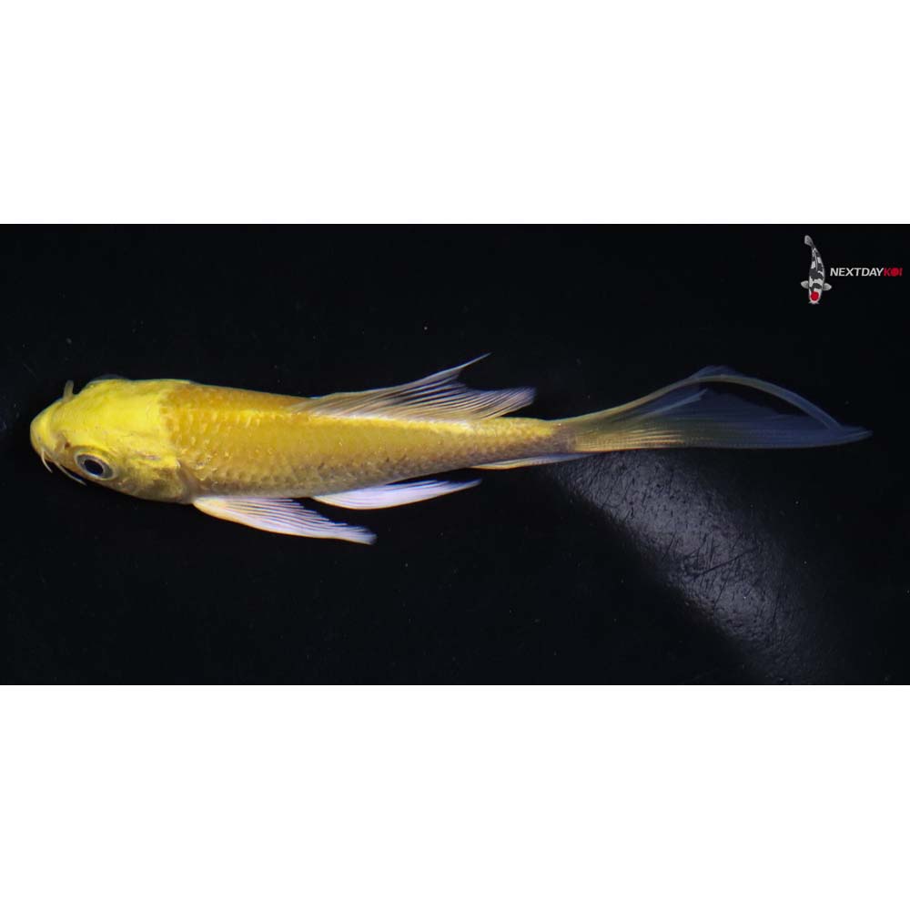 4.5” Imported Yamabuki Ogon Butterfly Koi