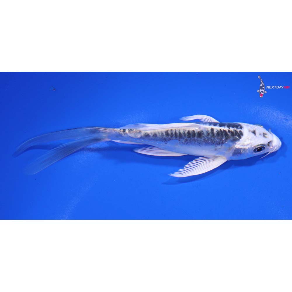 5” Imported Doitsu Blue Gin Matsuba Butterfly Koi