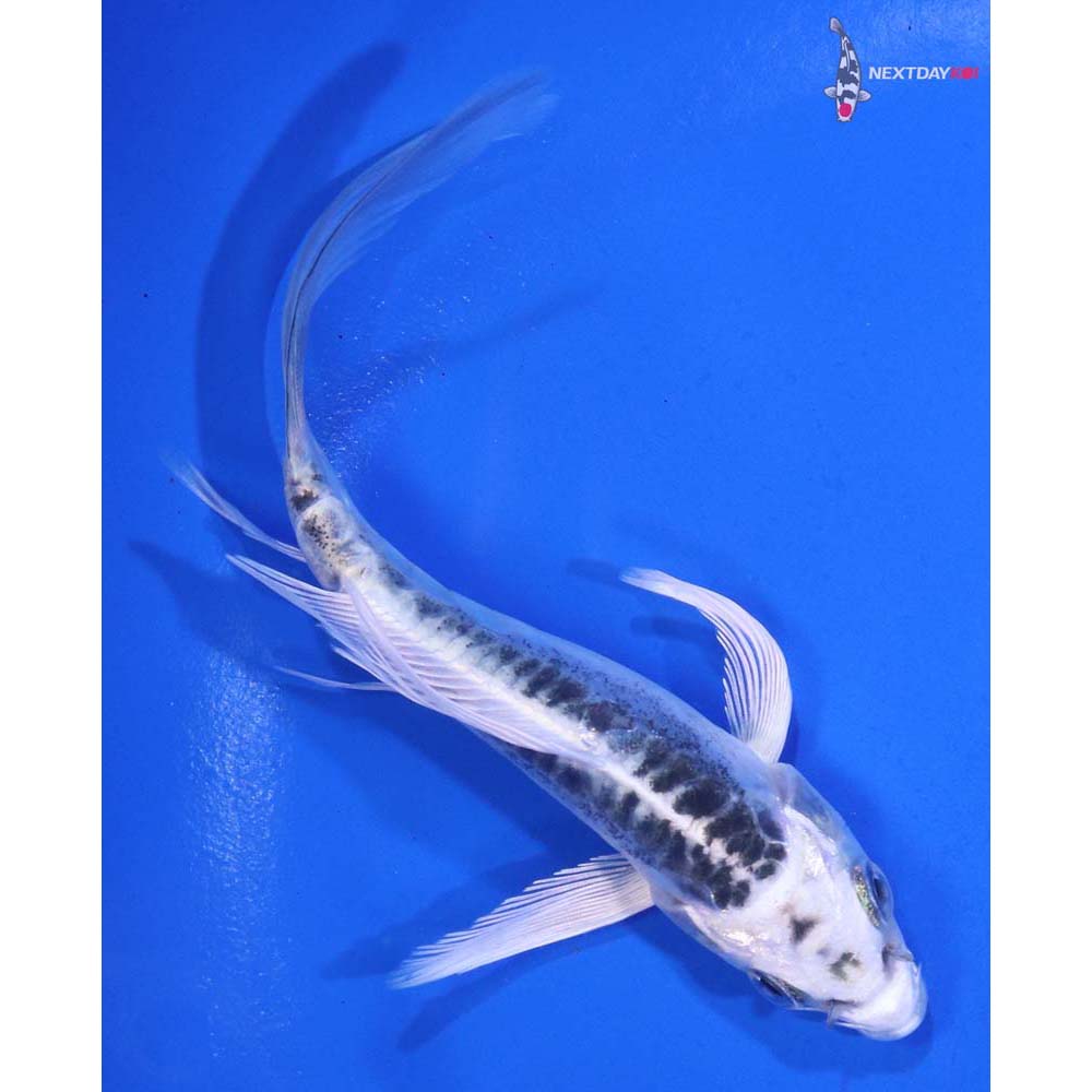 5” Imported Doitsu Blue Gin Matsuba Butterfly Koi