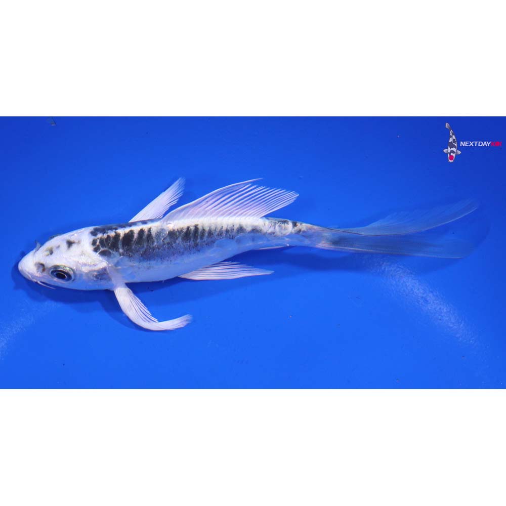 5” Imported Doitsu Blue Gin Matsuba Butterfly Koi
