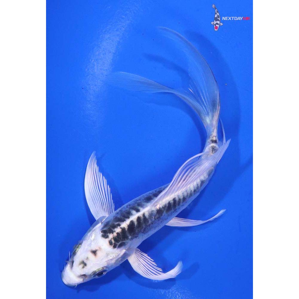 5” Imported Doitsu Blue Gin Matsuba Butterfly Koi