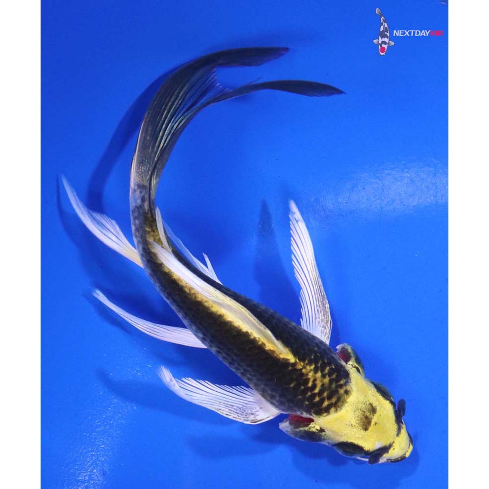5” Imported Ki Matsuba Butterfly Koi