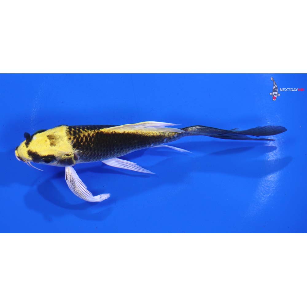 5” Imported Ki Matsuba Butterfly Koi