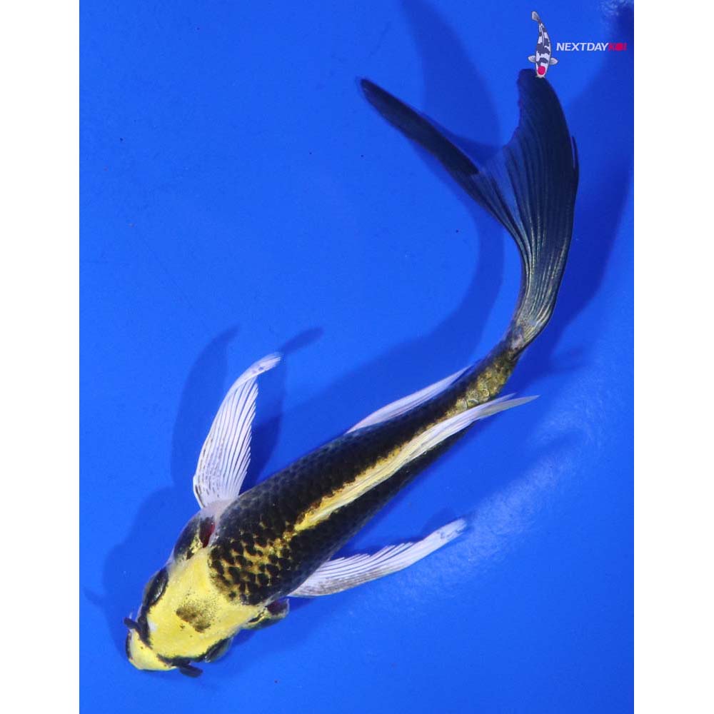 5” Imported Ki Matsuba Butterfly Koi