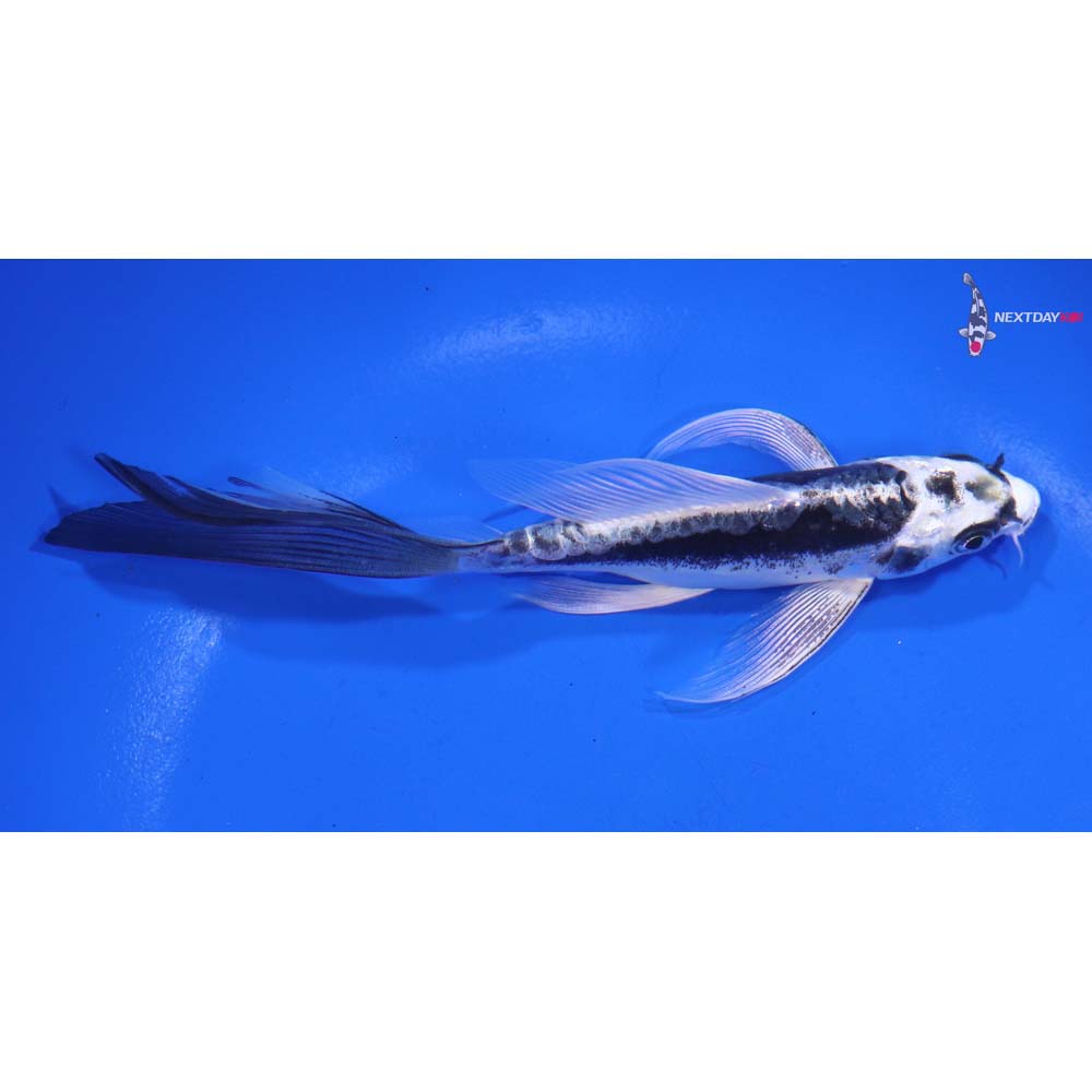 5.5” Imported Kikokuryu Butterfly Koi