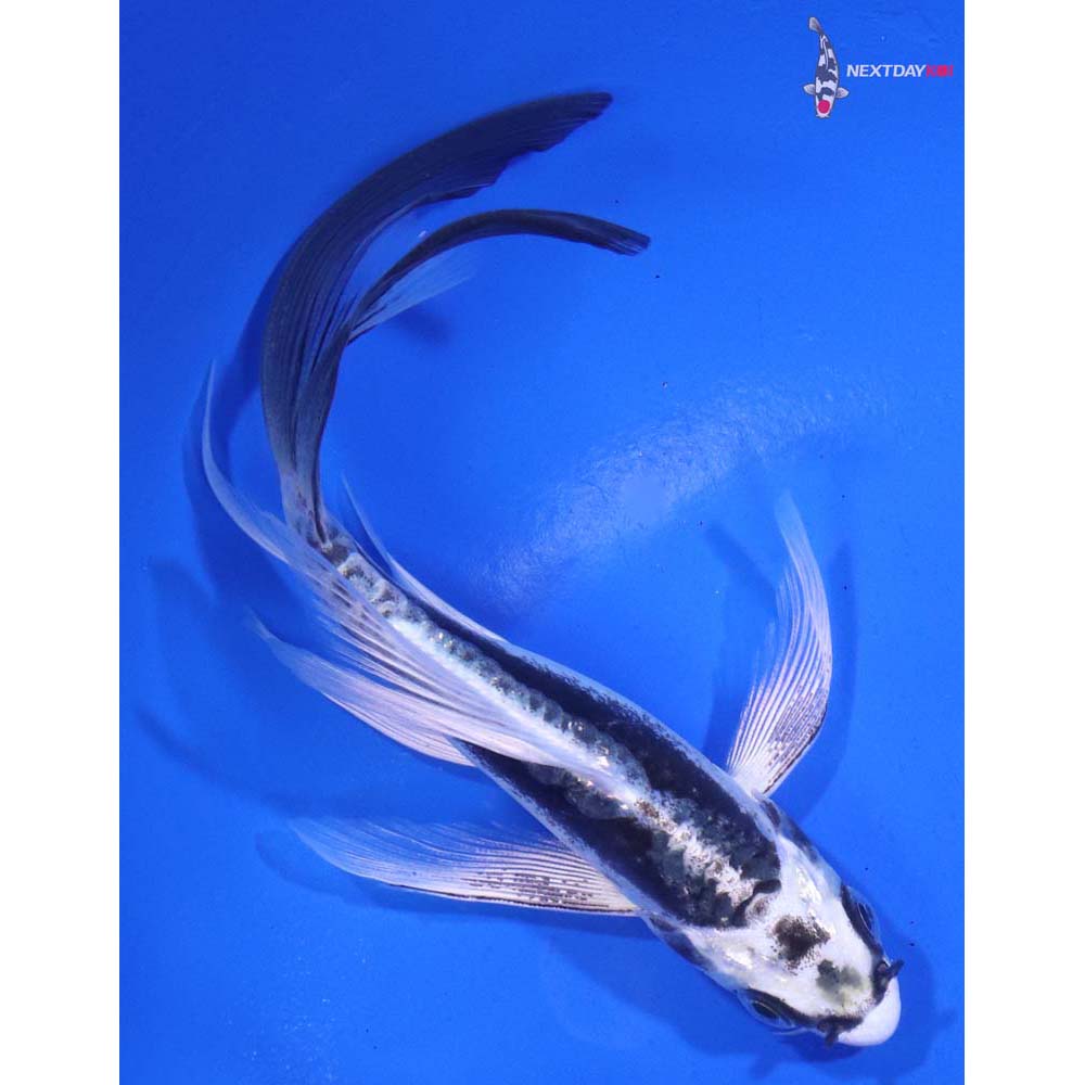 5.5” Imported Kikokuryu Butterfly Koi