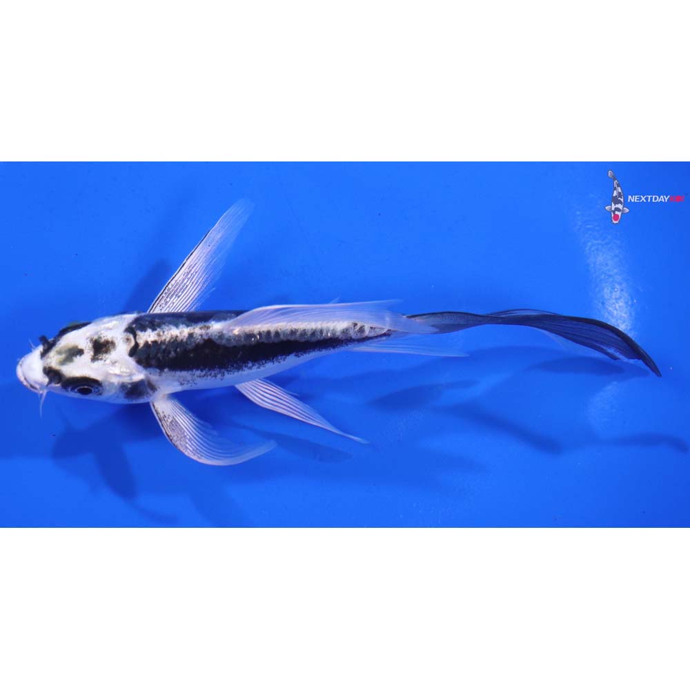 5.5” Imported Kikokuryu Butterfly Koi