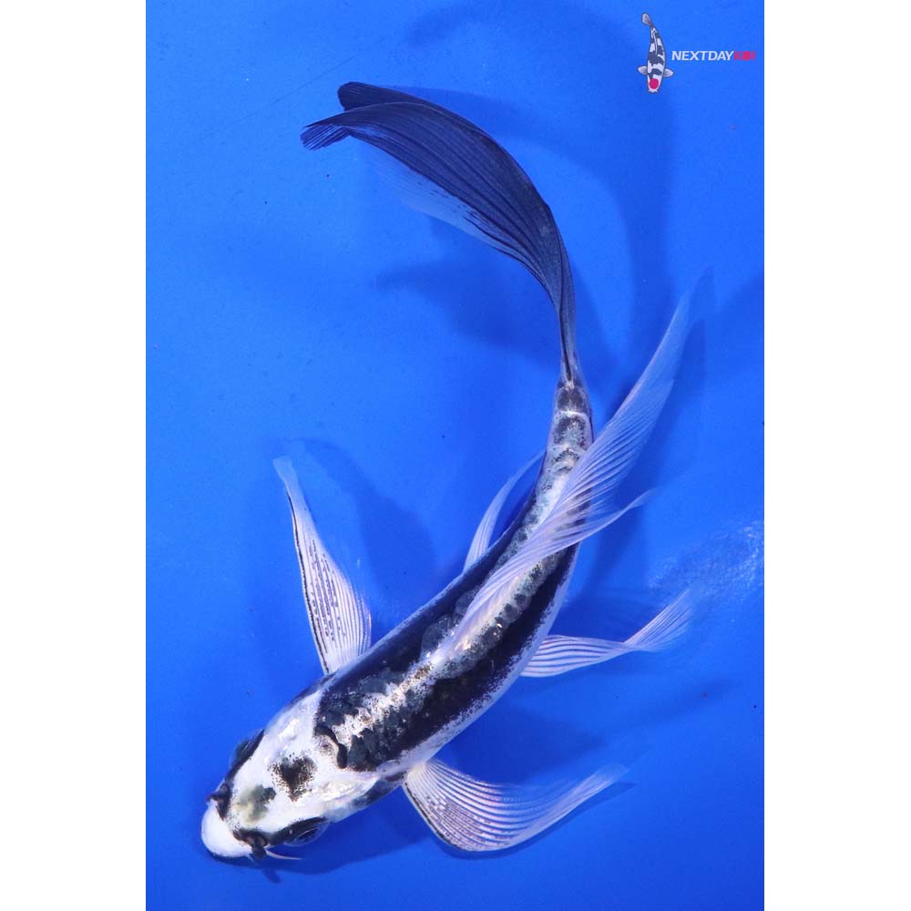 5.5” Imported Kikokuryu Butterfly Koi