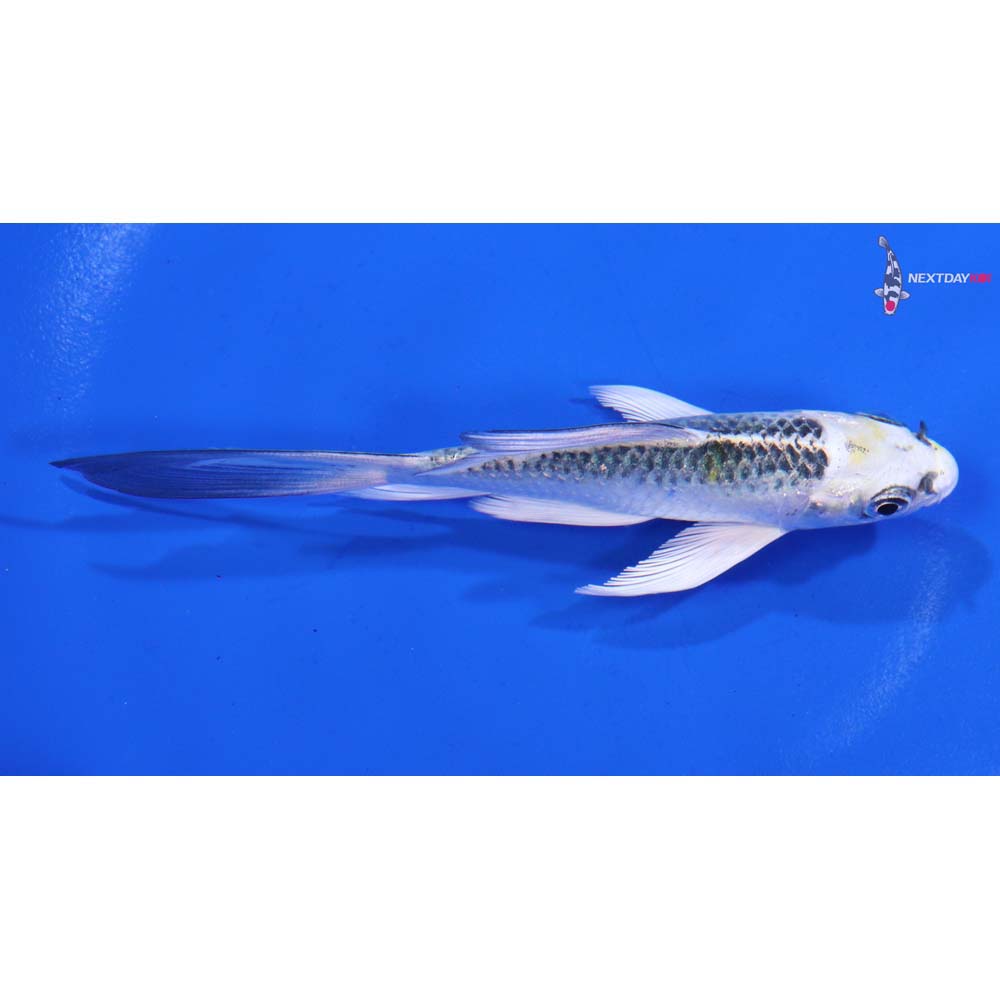 4” Imported Kujaku Butterfly Koi