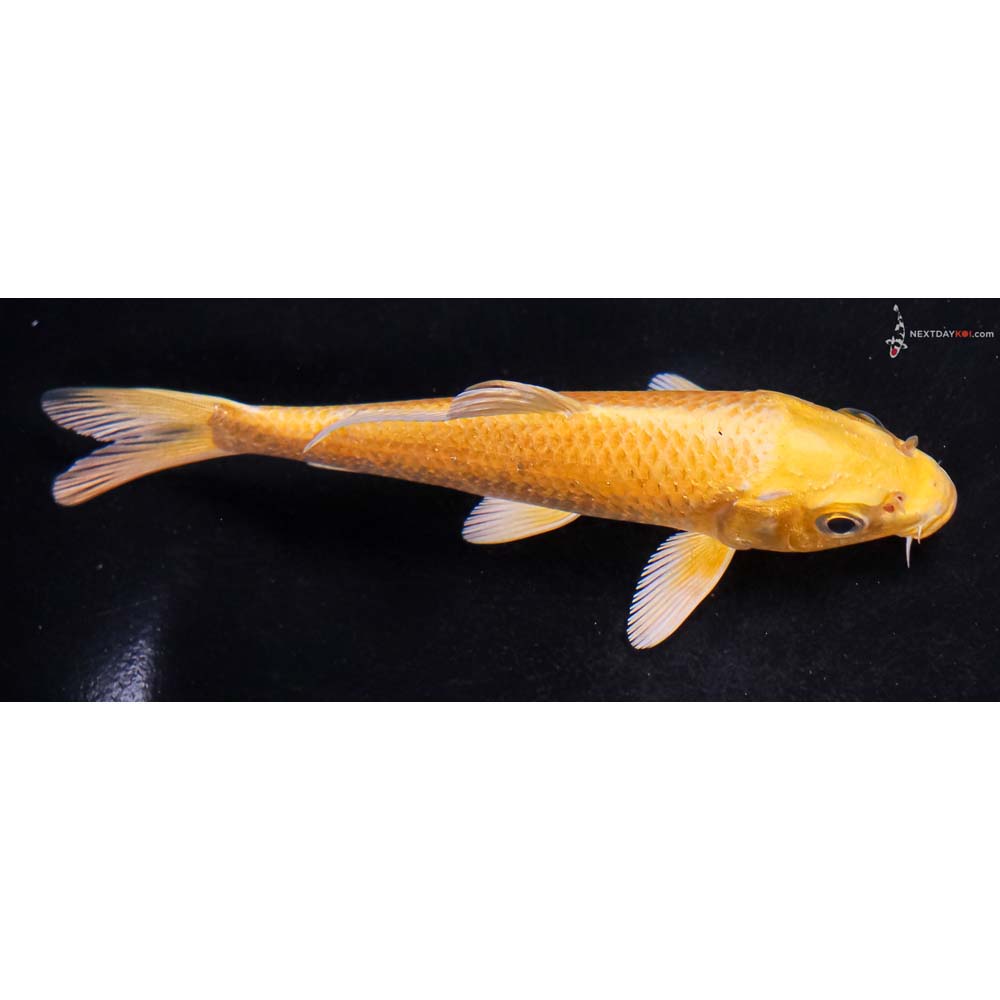 5” Imported Yamabuki Ogon