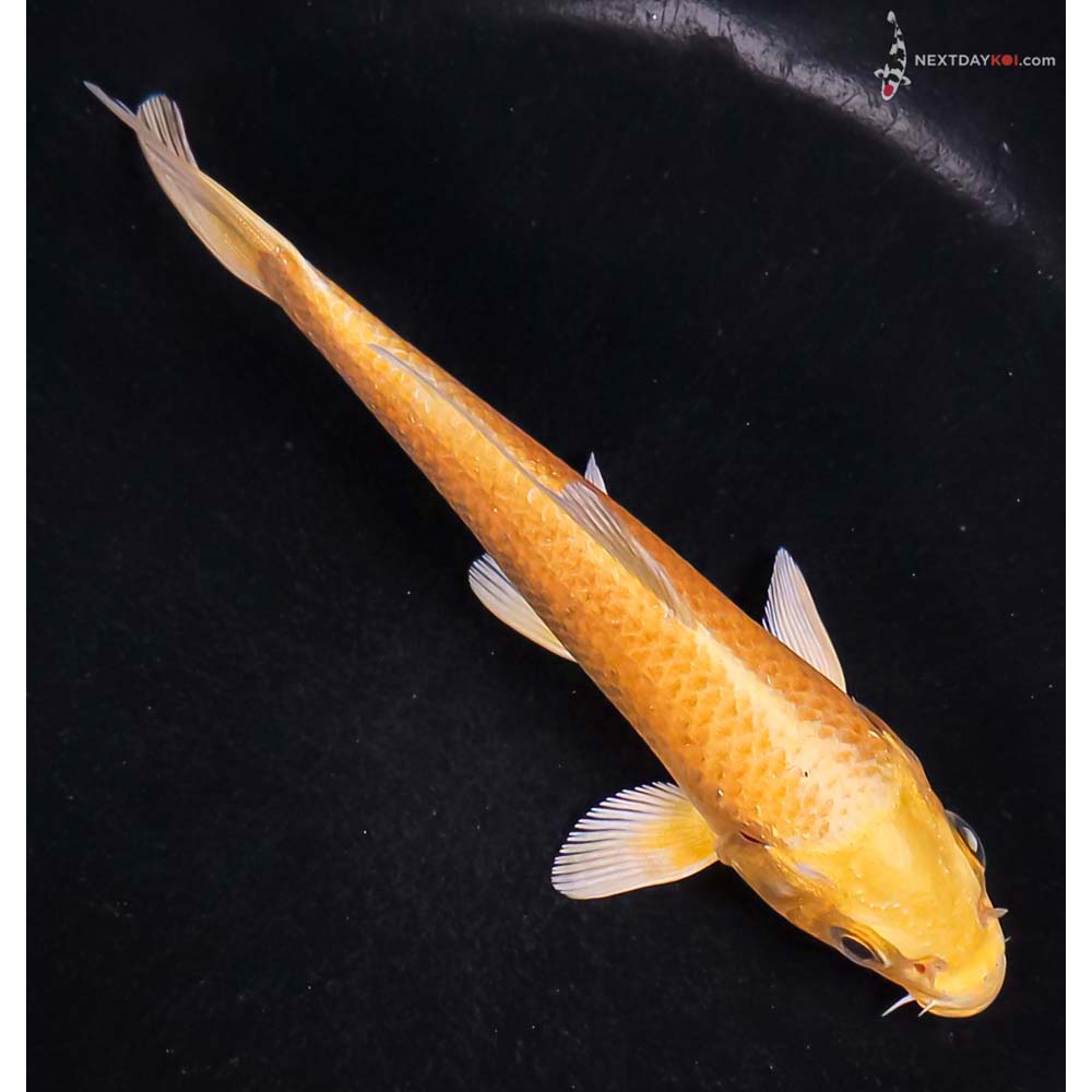 5” Imported Yamabuki Ogon