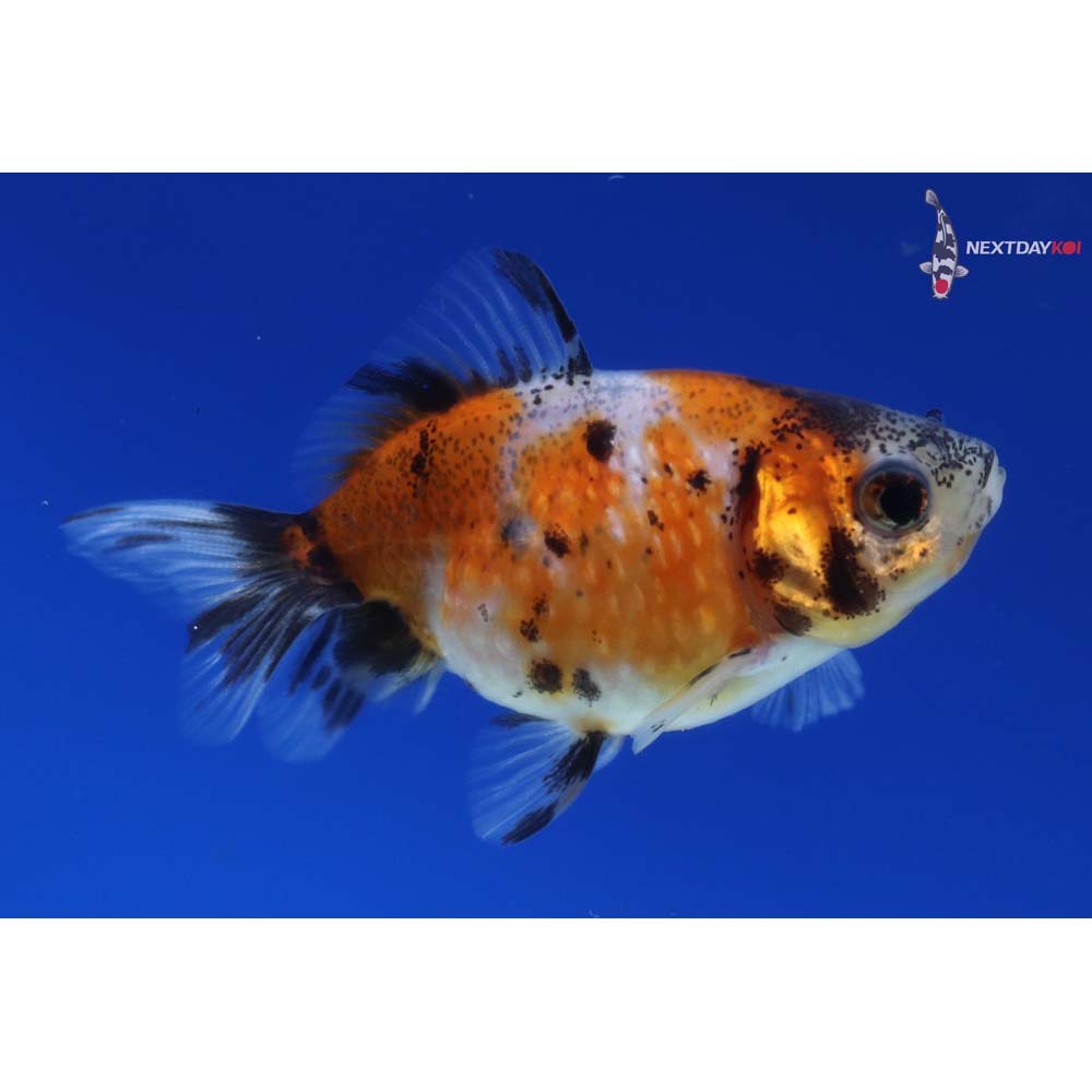 2.5” Imported Calico Pearlscale